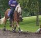 Haflinger Annika (nuks)