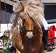 Haflinger Aurel II