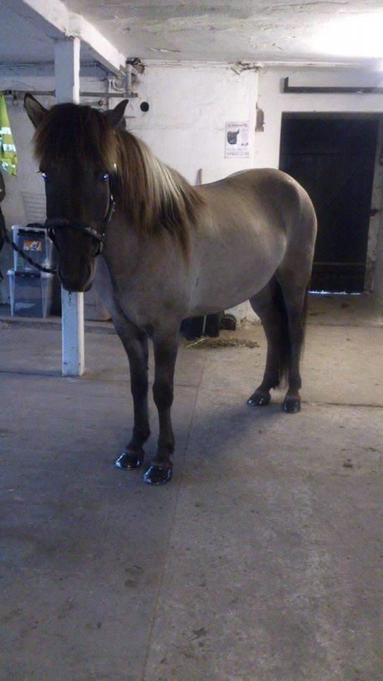 Islænder Móses Fra Sjónarhóli billede 1