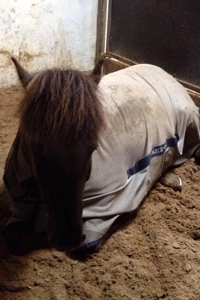 Islænder Móses Fra Sjónarhóli billede 4