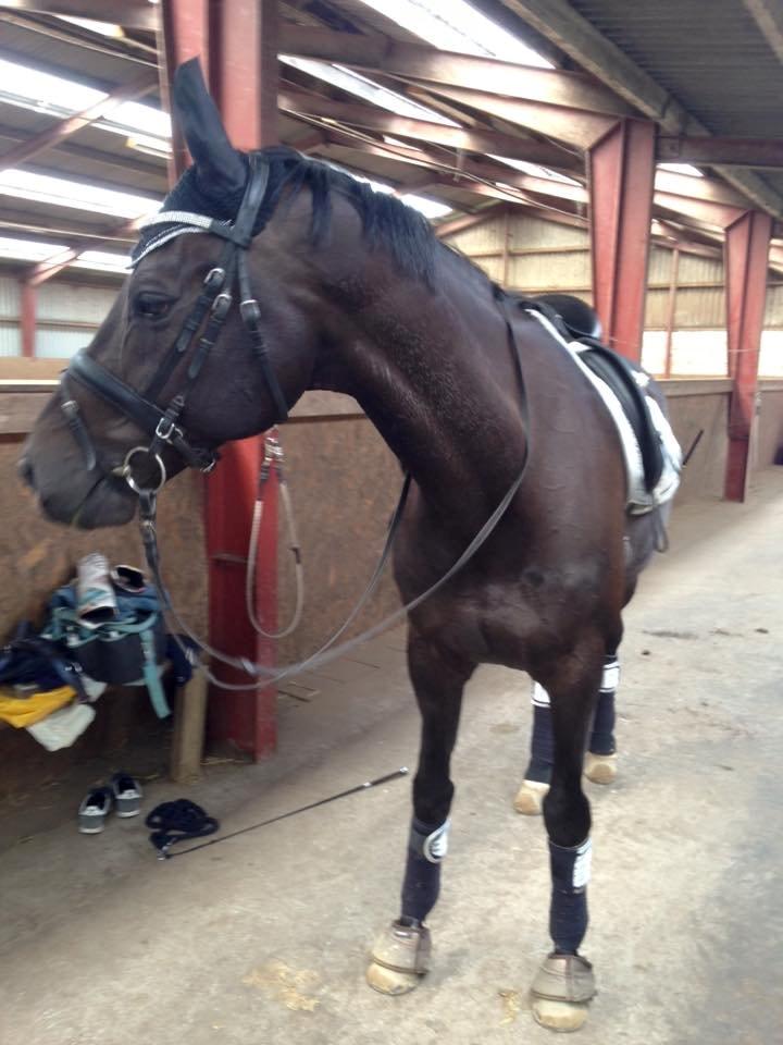 Dansk Varmblod SANDAGERGÅRD'S LIONELL - Elsker bare min sølv stjerne Lionell <3  billede 14