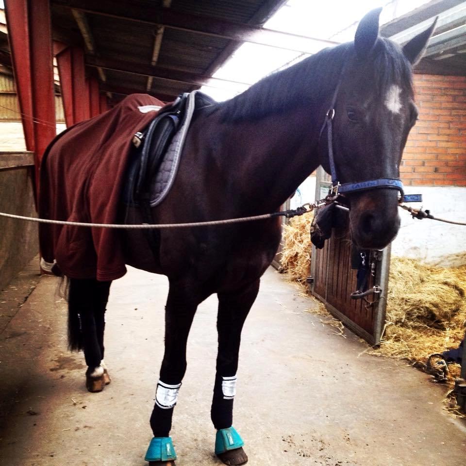 Dansk Varmblod SANDAGERGÅRD'S LIONELL - Velkommen til Lionell's side <3  billede 1