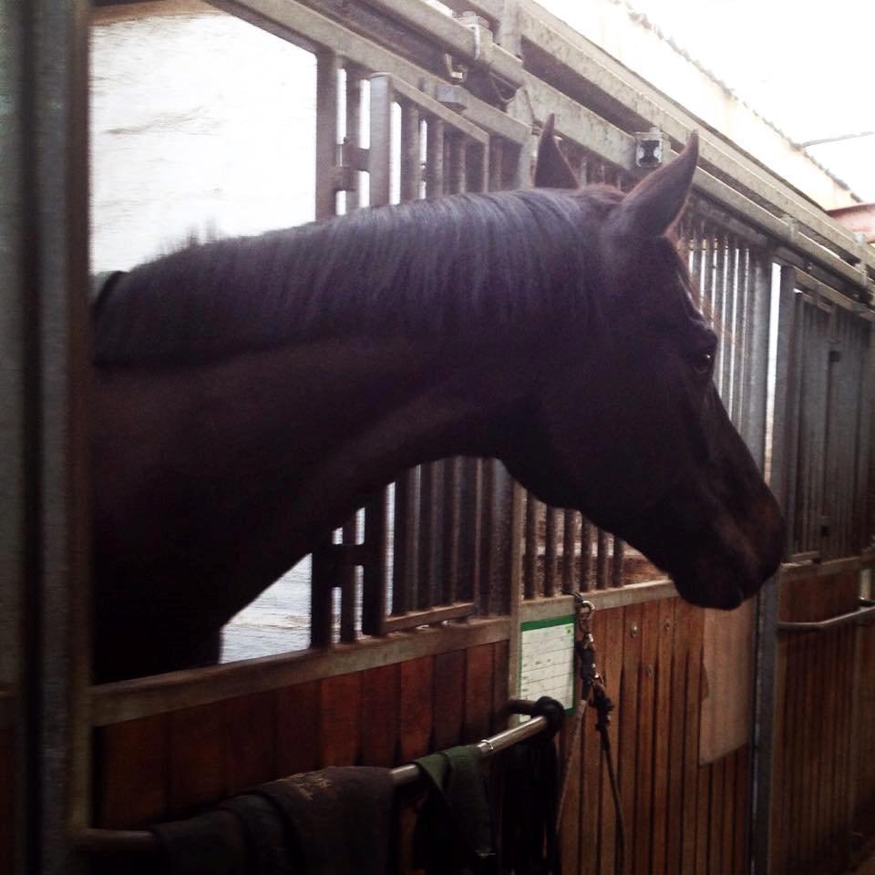 Dansk Varmblod SANDAGERGÅRD'S LIONELL - Nyder min boks! billede 2