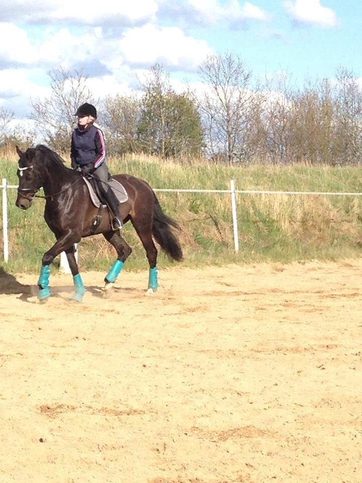 Dansk Varmblod SANDAGERGÅRD'S LIONELL billede 8