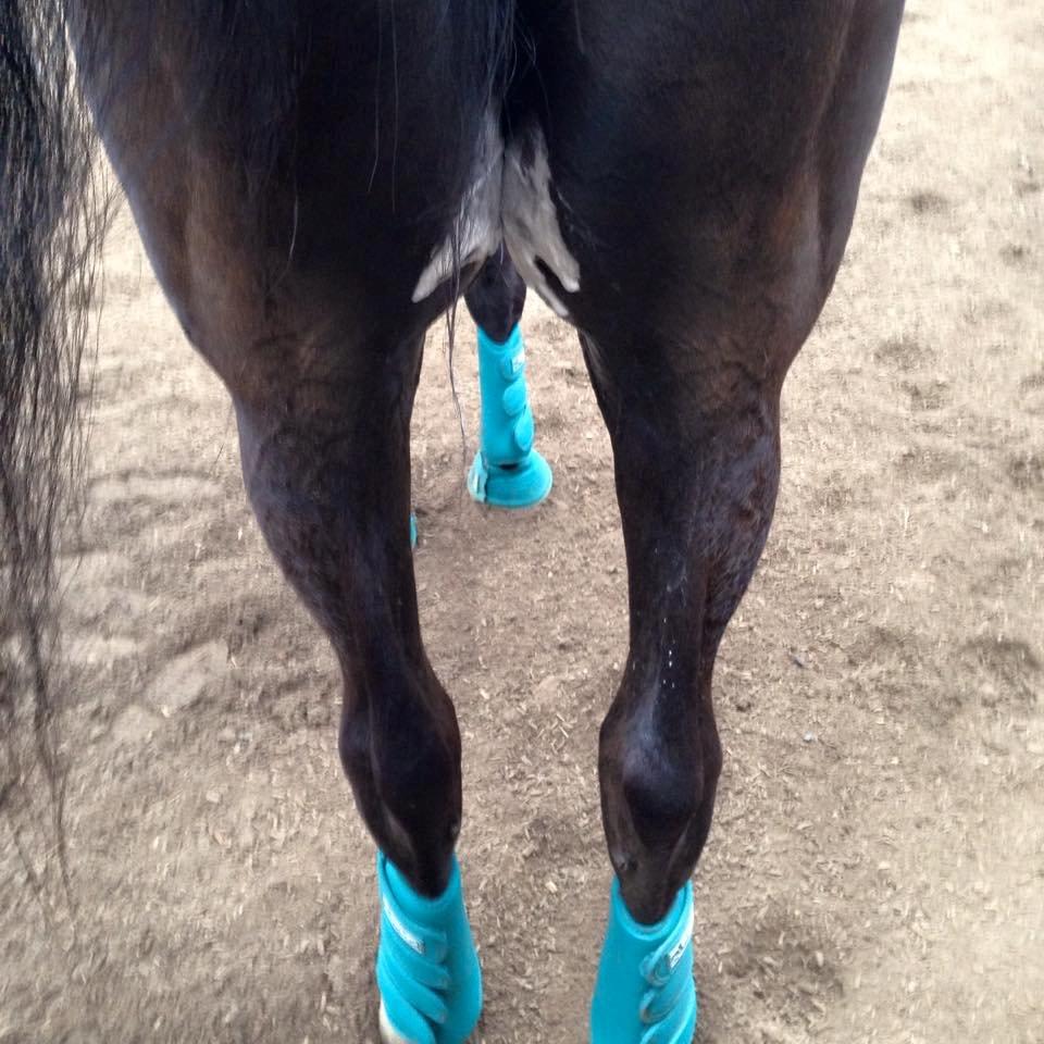 Dansk Varmblod SANDAGERGÅRD'S LIONELL - Hård dressurtræning giver gode baller!  billede 11