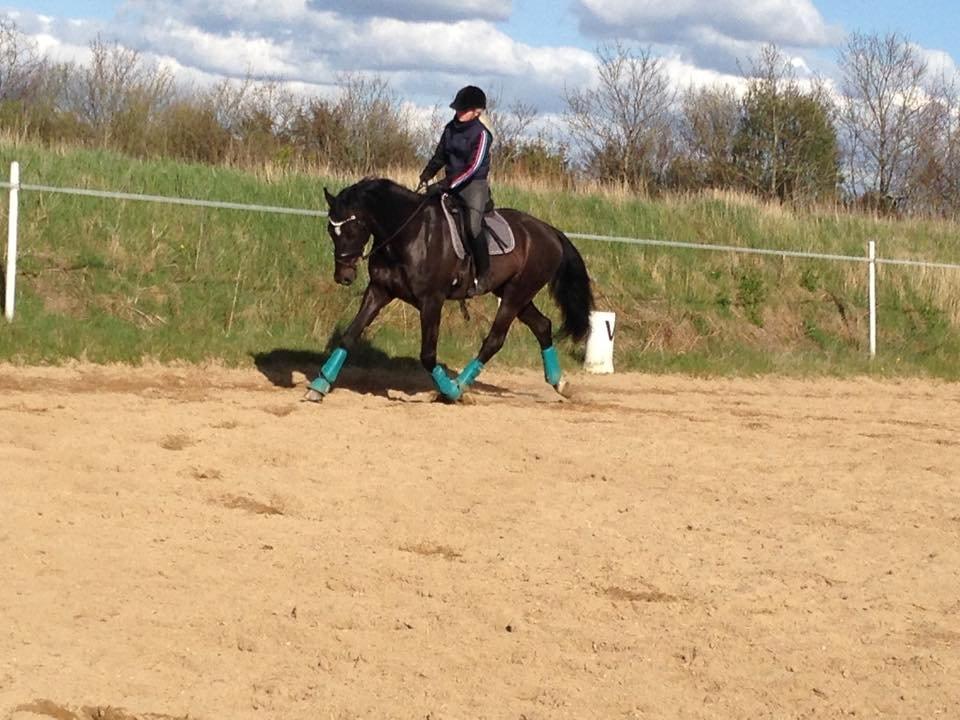 Dansk Varmblod SANDAGERGÅRD'S LIONELL billede 4