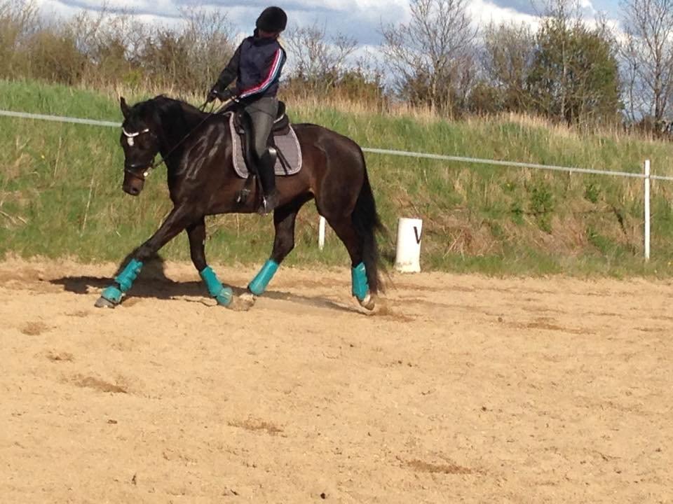 Dansk Varmblod SANDAGERGÅRD'S LIONELL - Træning d. 26.04.15 billede 3