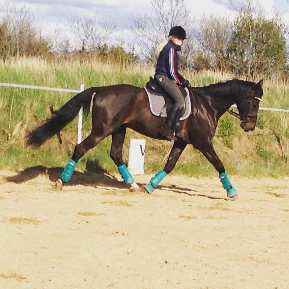 Dansk Varmblod SANDAGERGÅRD'S LIONELL billede 5