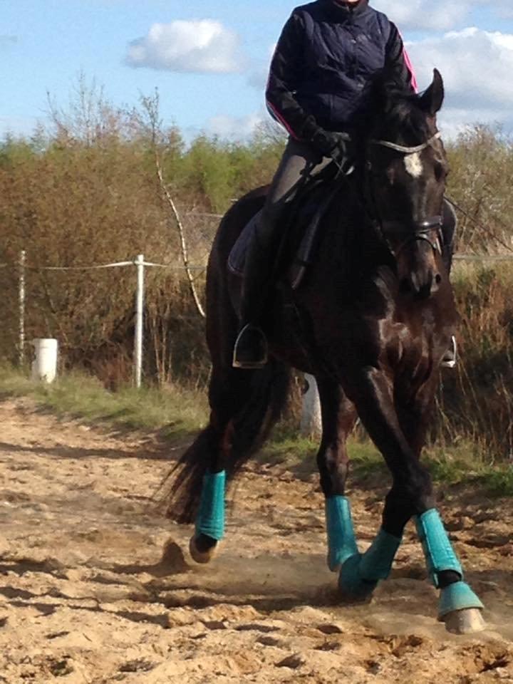 Dansk Varmblod SANDAGERGÅRD'S LIONELL billede 10