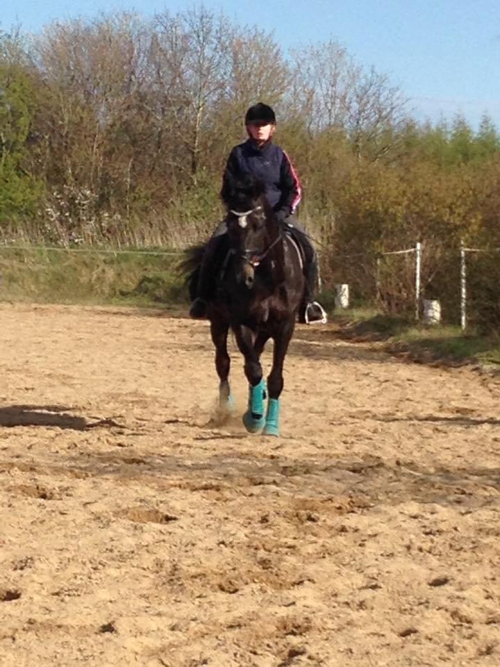 Dansk Varmblod SANDAGERGÅRD'S LIONELL billede 9