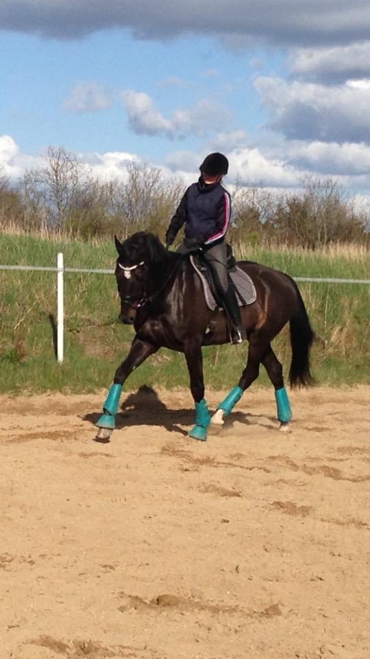 Dansk Varmblod SANDAGERGÅRD'S LIONELL - Det er her kun 5 gang jeg ridder lionell <3  billede 7