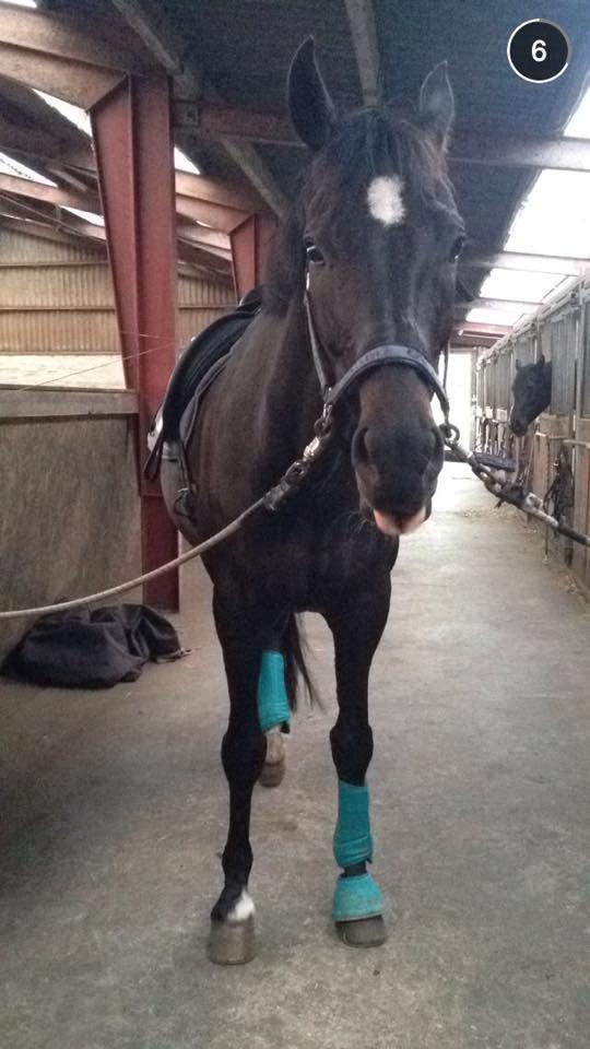 Dansk Varmblod SANDAGERGÅRD'S LIONELL - Lionell efter en omgang dressur træning sadles der af! :) billede 13