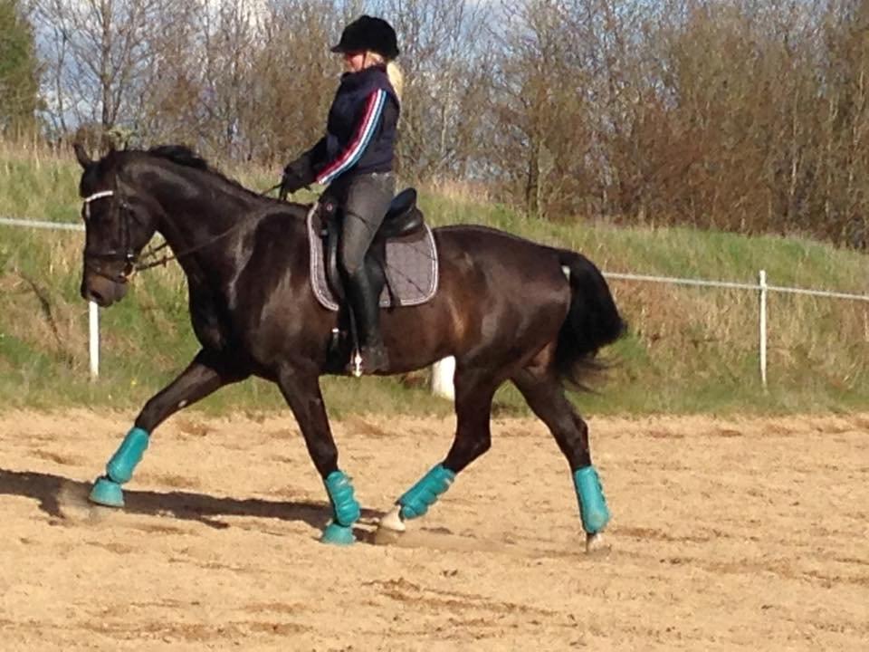 Dansk Varmblod SANDAGERGÅRD'S LIONELL billede 6