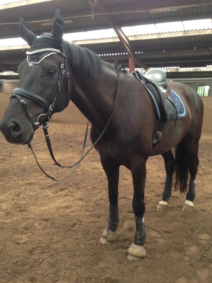 Dansk Varmblod SANDAGERGÅRD'S LIONELL billede 16