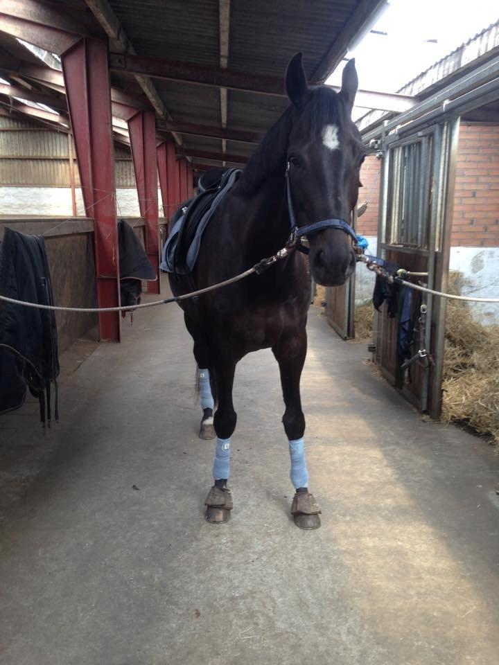 Dansk Varmblod SANDAGERGÅRD'S LIONELL - Blå er vores ynglingsfarve :) how coulden't have guess that? billede 17