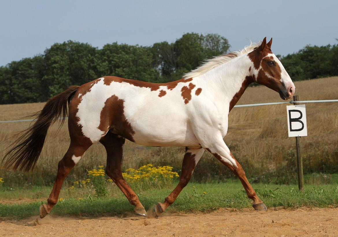 Paint SUPREME MEGA SNOW - Snowy sommeren 2015 billede 3