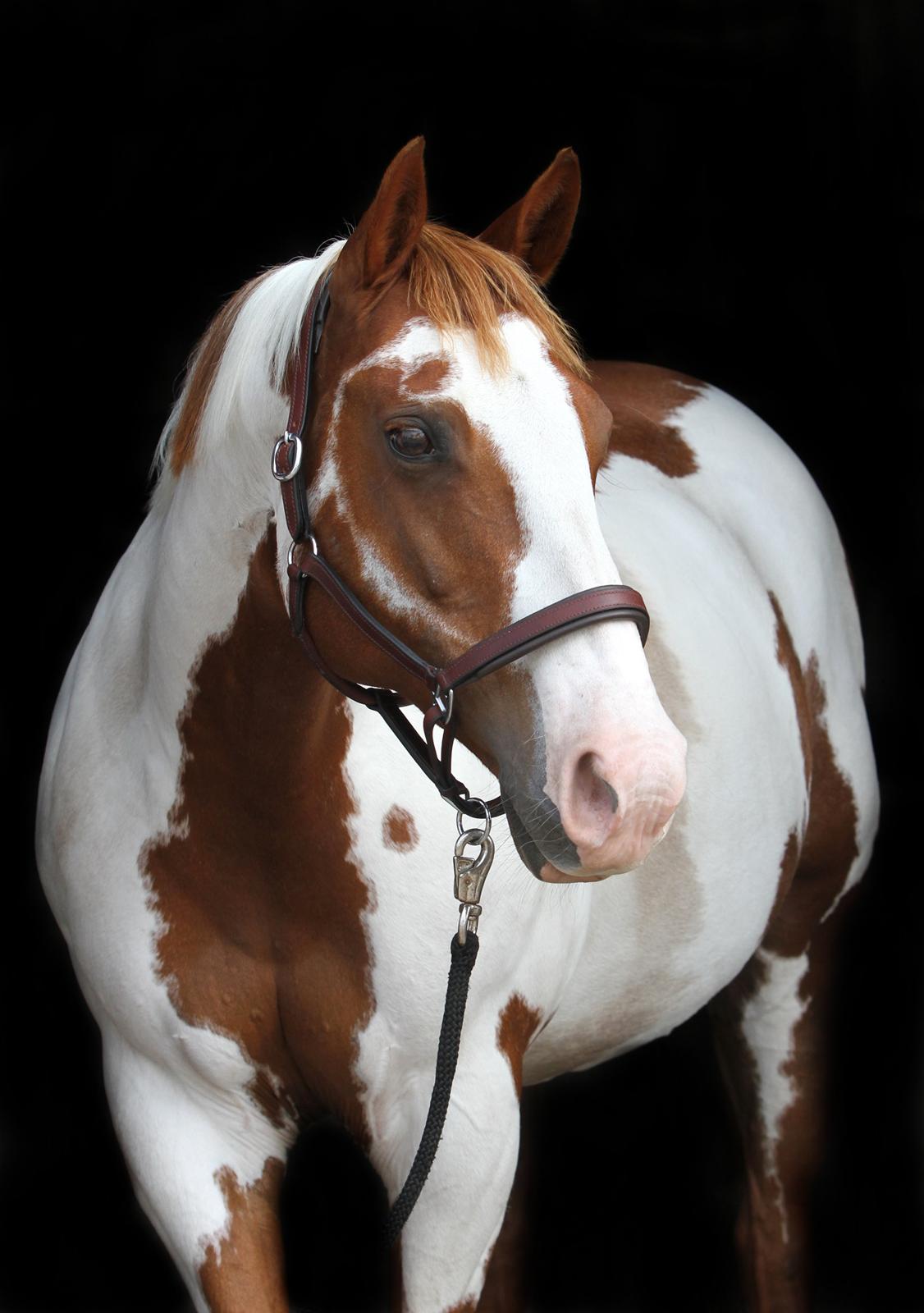 Paint SUPREME MEGA SNOW - Snowy sommeren 2015 billede 1