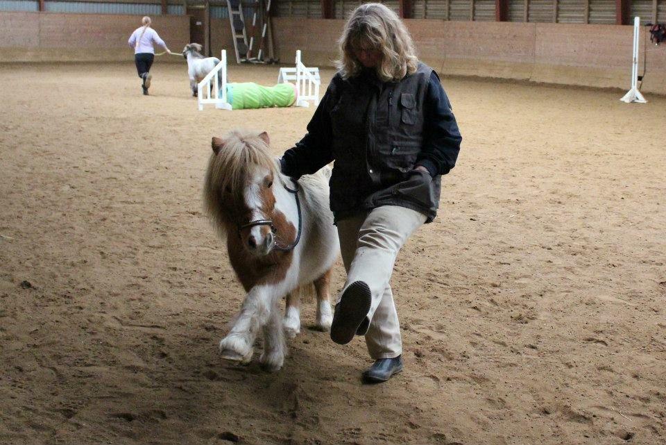 Anden særlig race Kastaniens O'Malley billede 15