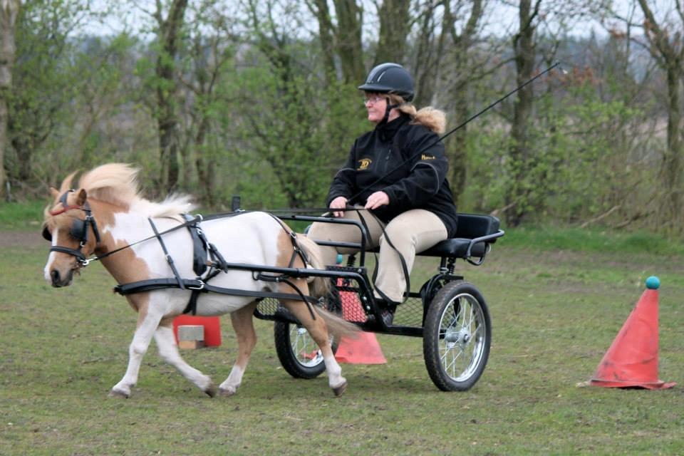 Anden særlig race Kastaniens O'Malley billede 16