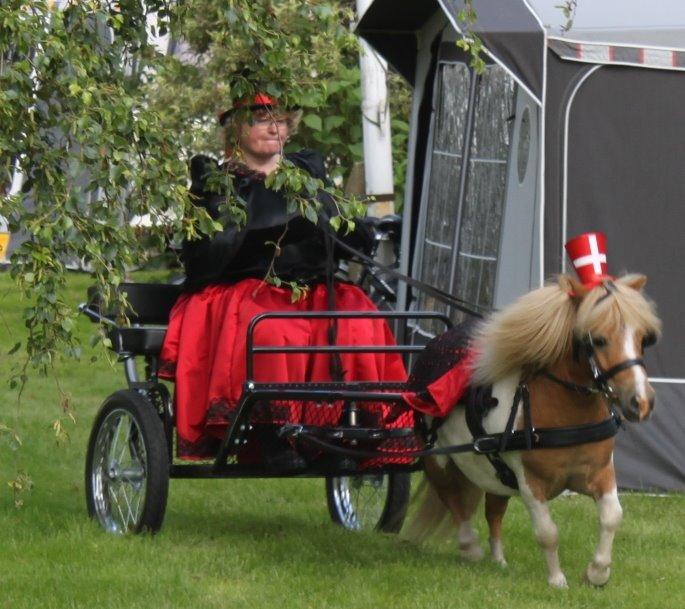 Anden særlig race Kastaniens O'Malley billede 20