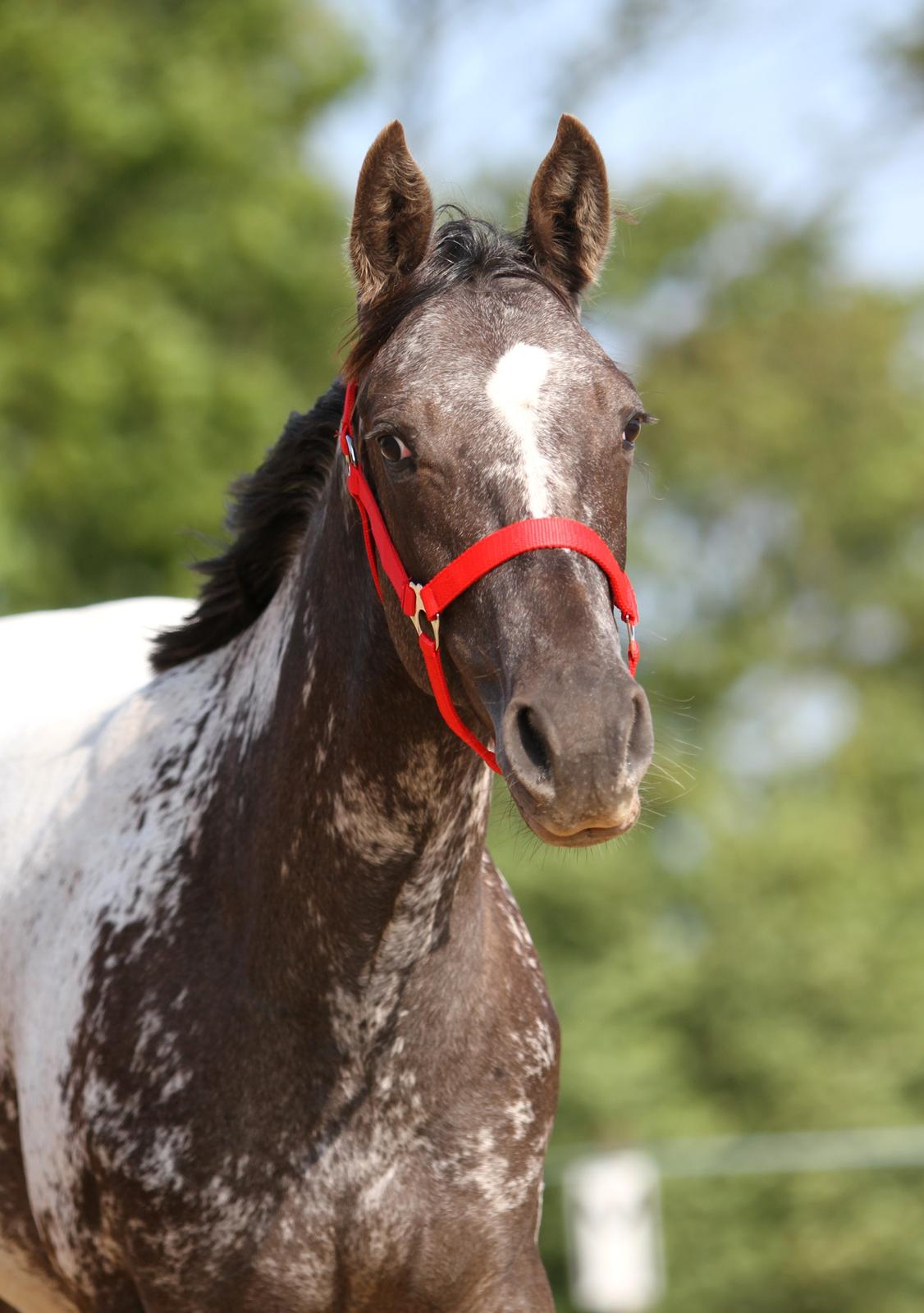 Appaloosa DAH ZIPS APRIL ROSE - Abby sommeren 2015 billede 13