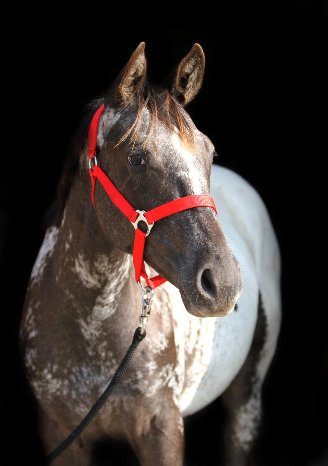 Appaloosa DAH ZIPS APRIL ROSE - Abby sommeren 2015 billede 11