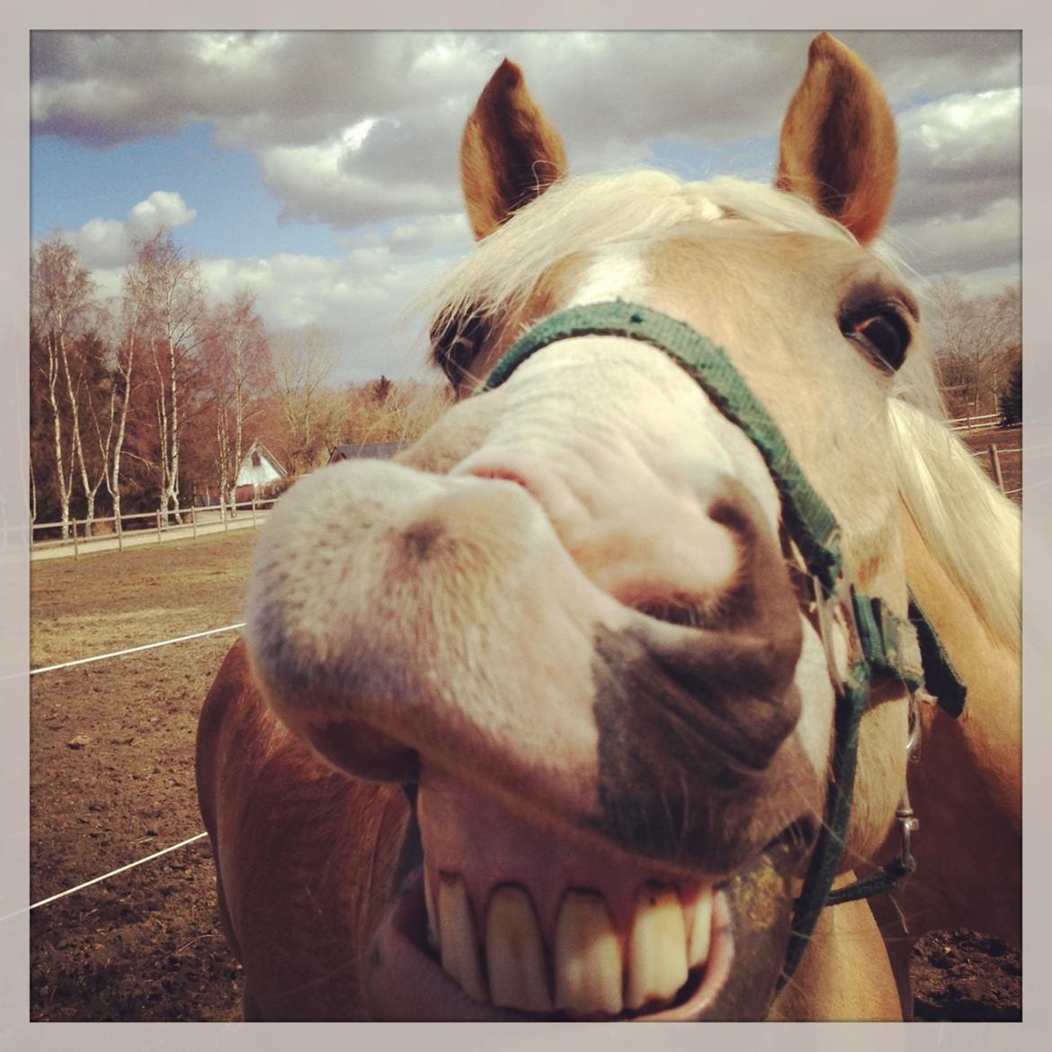 Haflinger Sandals Maximillian billede 3