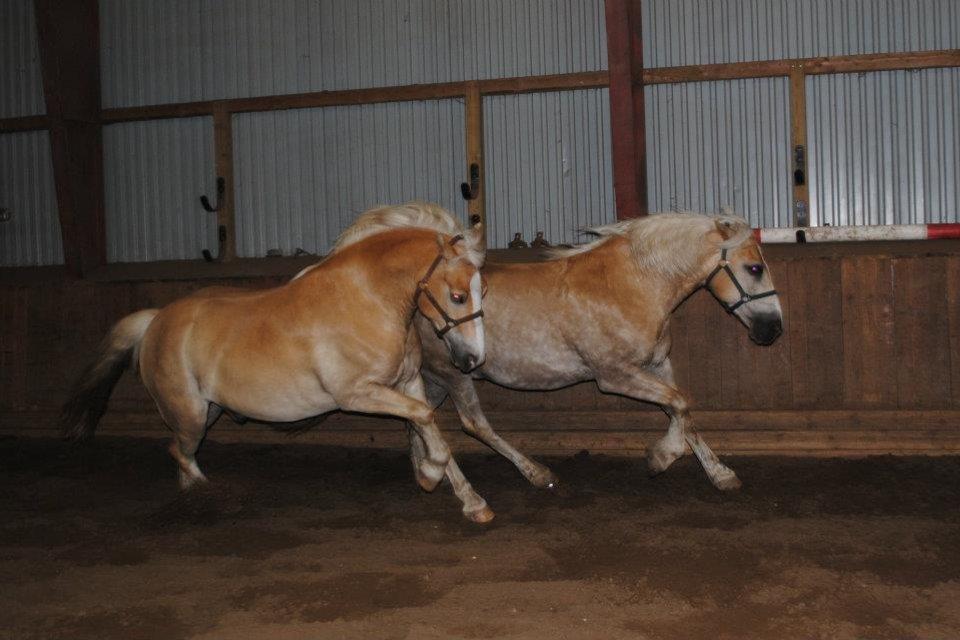 Haflinger Sandals Maximillian billede 4