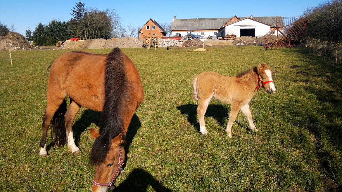 Anden særlig race *NALA* - Lille Nala som føl sammen med sin mor Zira <3 foto tidligere ejer billede 8