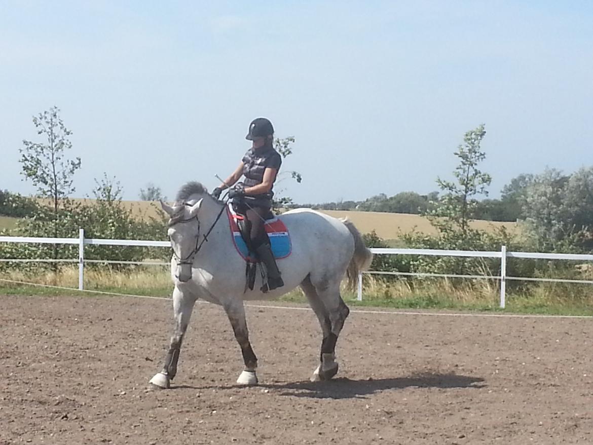 Anden særlig race Isha billede 18