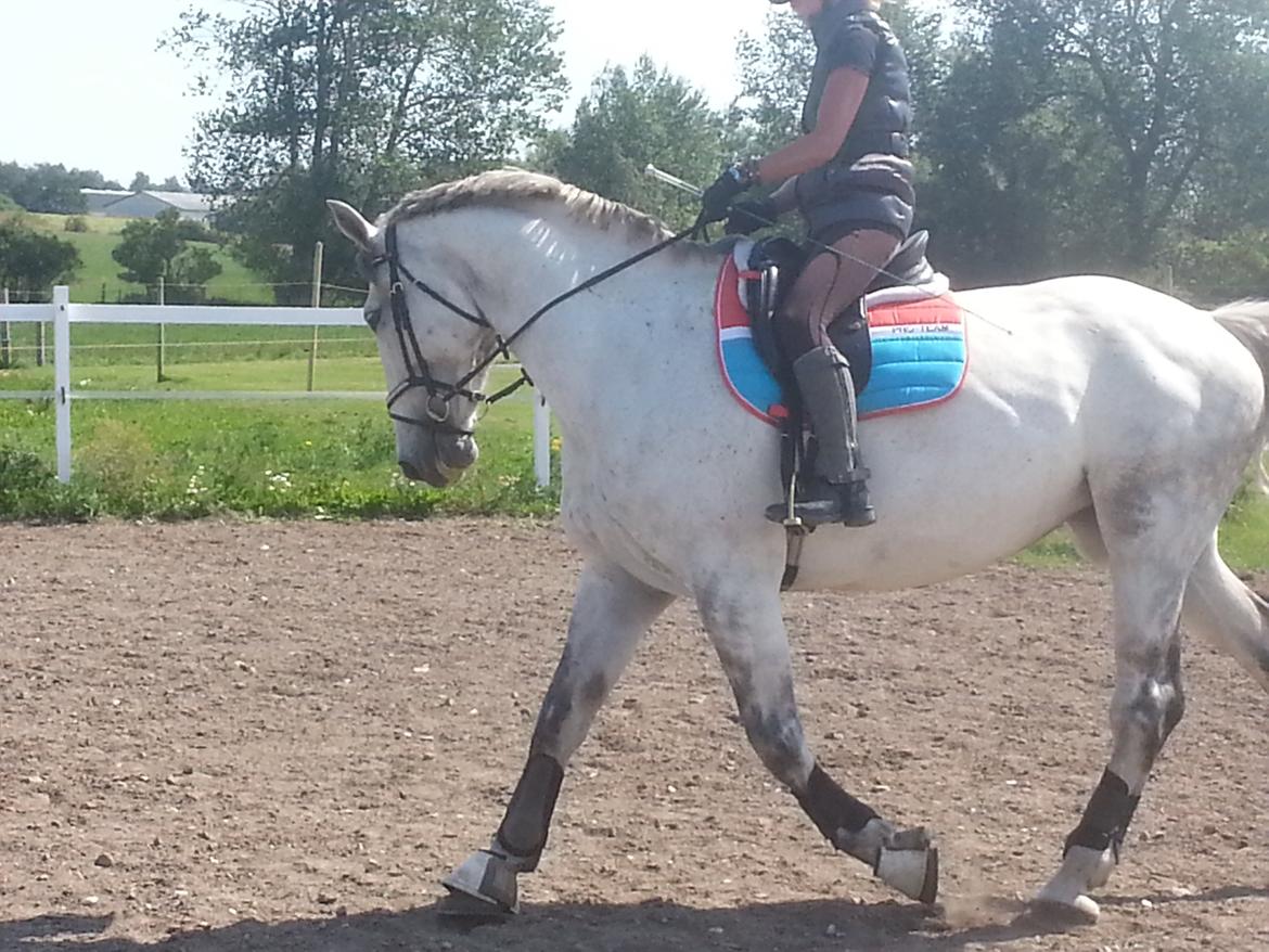 Anden særlig race Isha billede 19