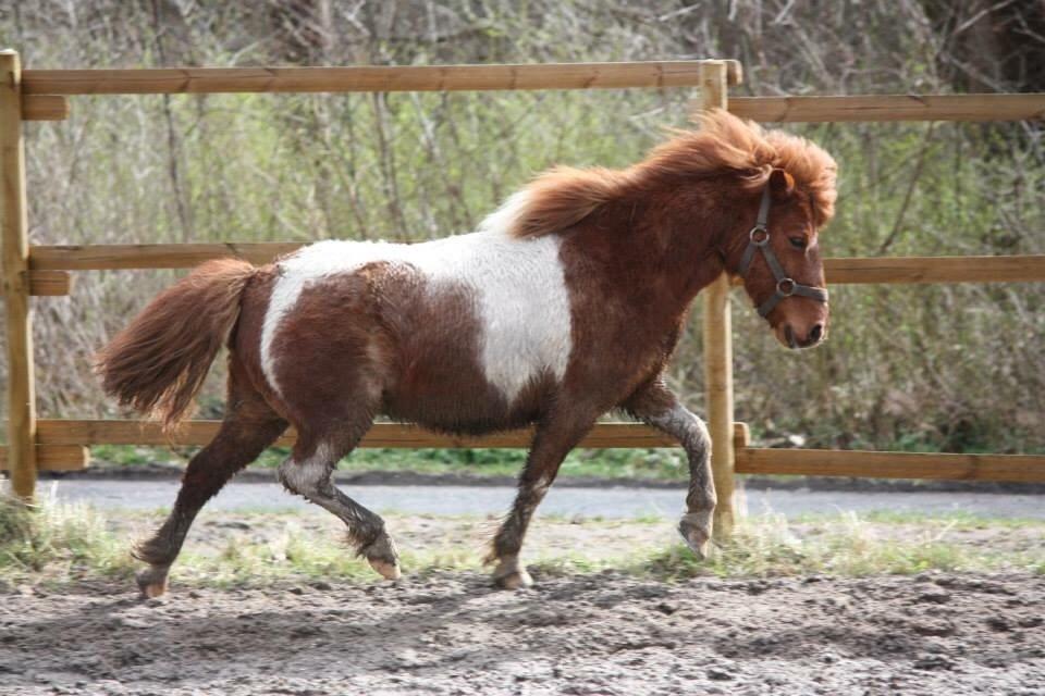 Anden særlig race Bugsi <3  billede 12