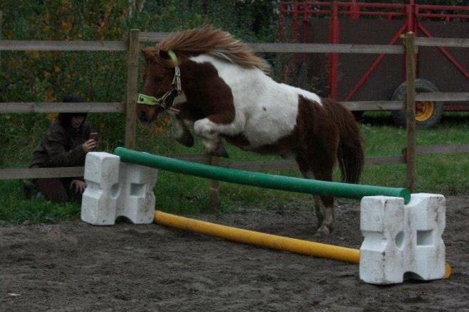 Anden særlig race Bugsi <3  billede 17