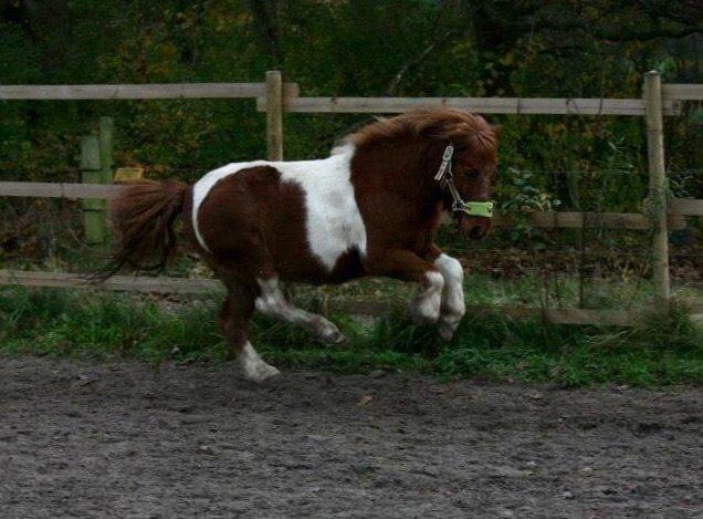 Anden særlig race Bugsi <3  billede 13