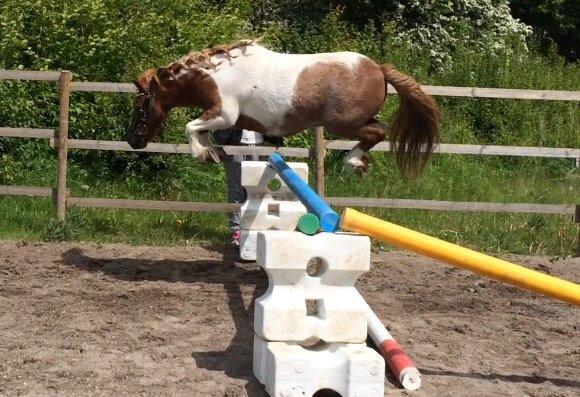 Anden særlig race Bugsi <3  billede 14