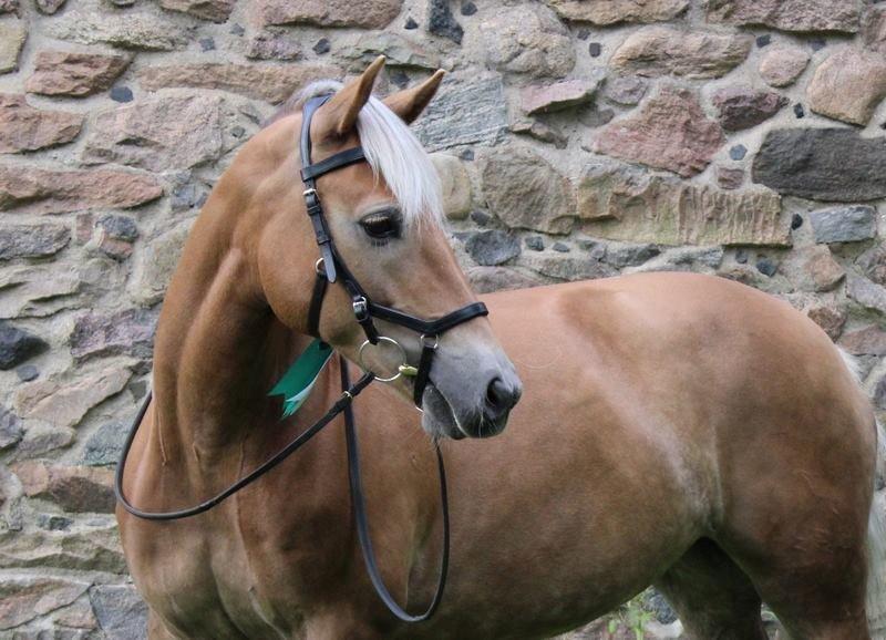 Haflinger Maggie Torp billede 1