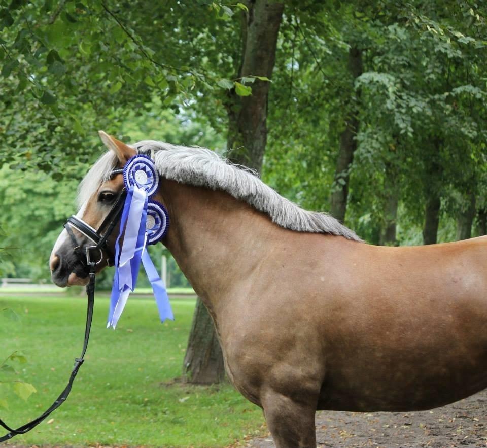 Anden særlig race Amadeaux - DM for Haflingere Agust 2015 med Mette hans nye ejer.  billede 1