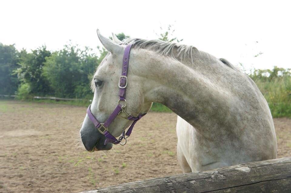 Anden særlig race Lindgaardens Spirit billede 1