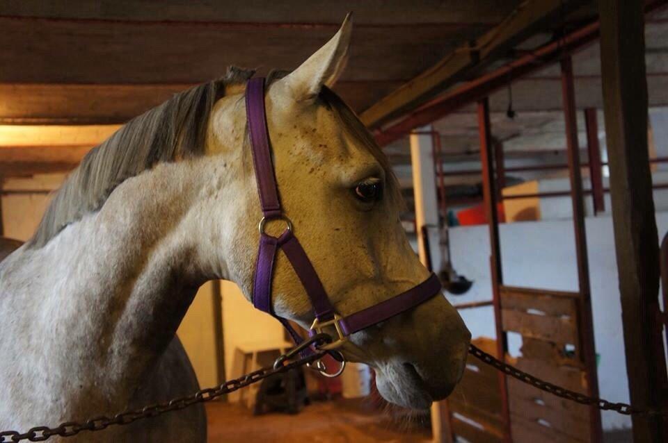 Anden særlig race Lindgaardens Spirit billede 13