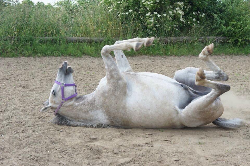 Anden særlig race Lindgaardens Spirit billede 9