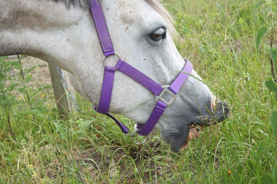 Anden særlig race Lindgaardens Spirit billede 14