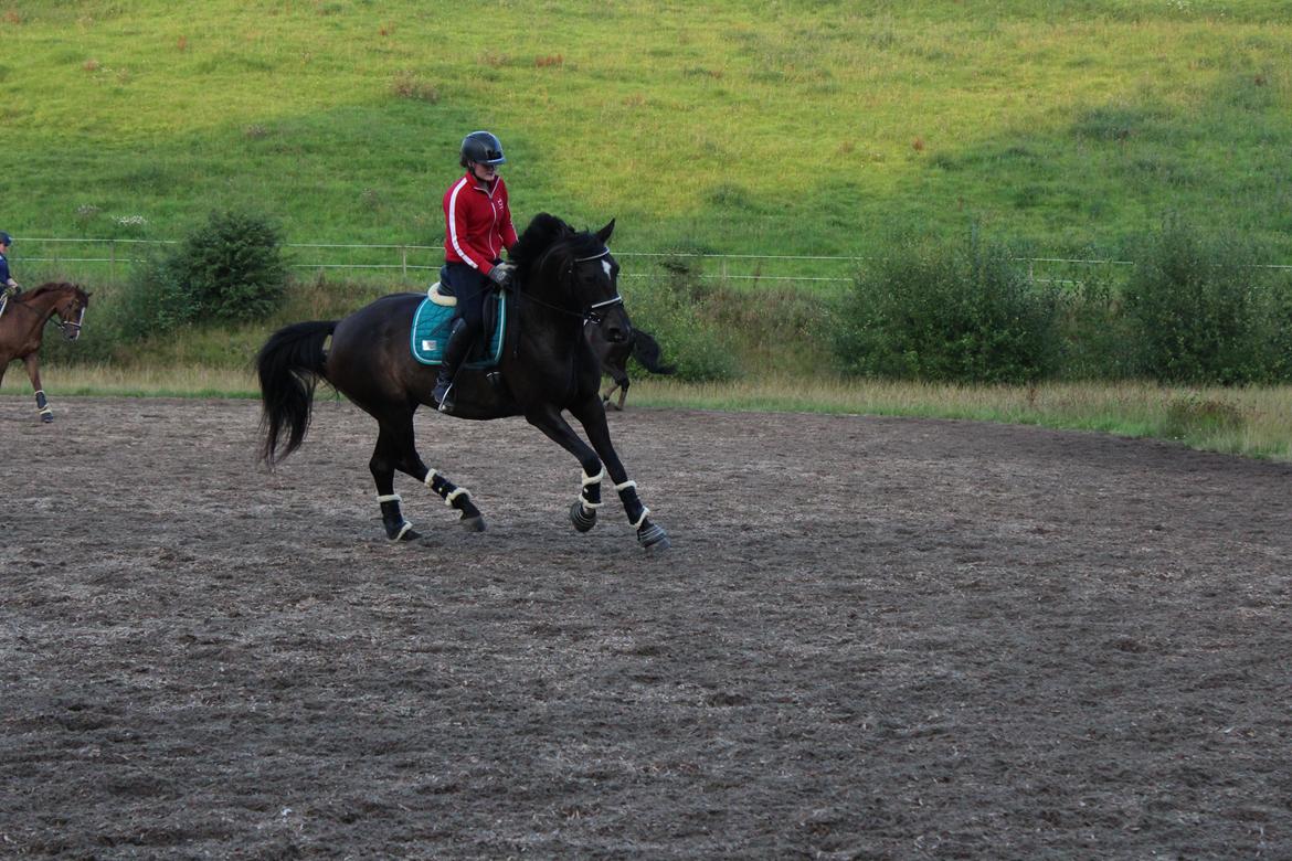 Dansk Varmblod Miss Light  billede 19