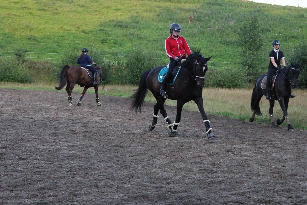 Dansk Varmblod Miss Light  billede 15