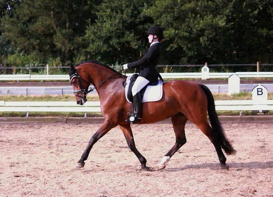 Oldenborg Java Rævdal billede 15