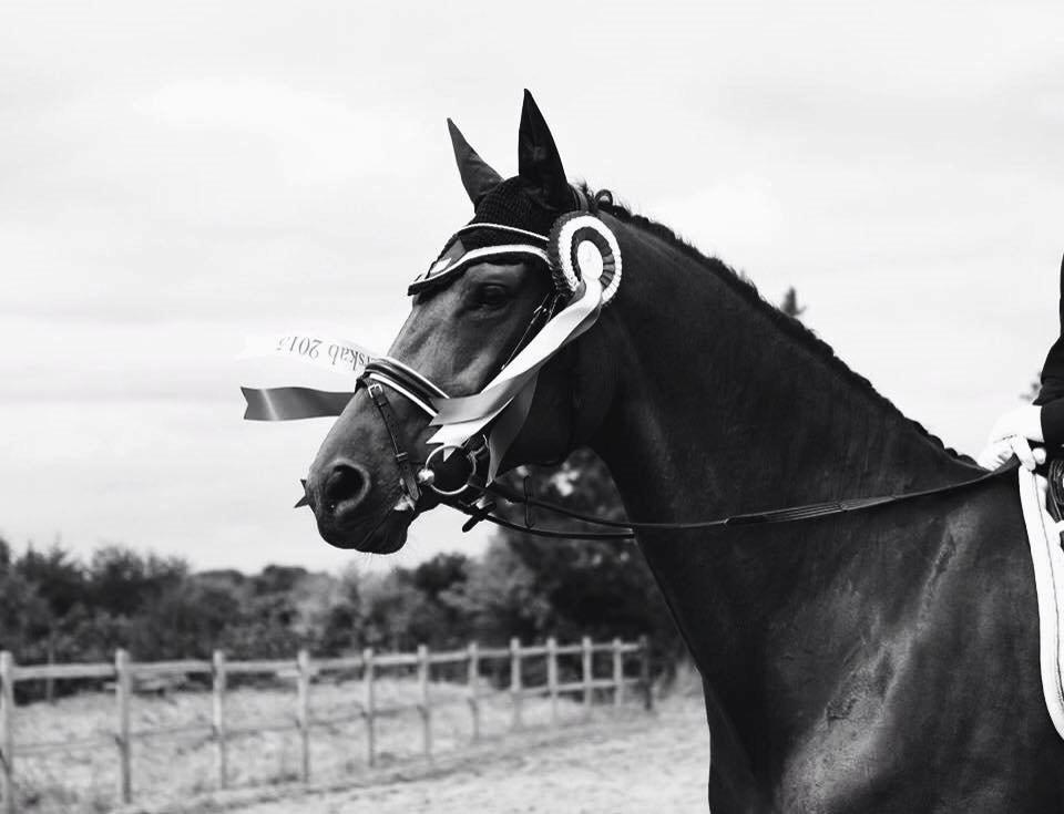 Oldenborg Java Rævdal billede 20