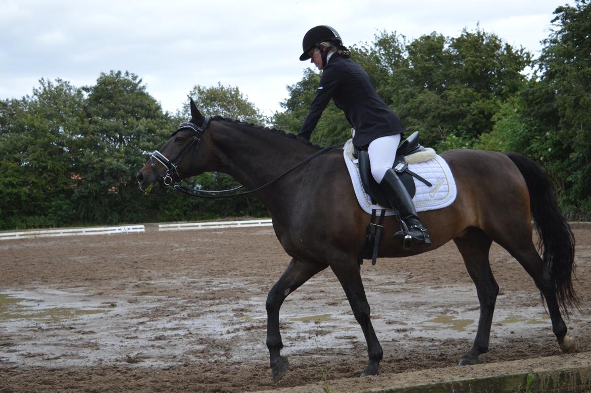 Tysk Sportspony Caruso - min pony! B -pony billede 11