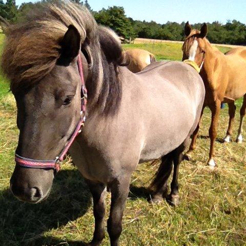 Islænder Móses Fra Sjónarhóli billede 9