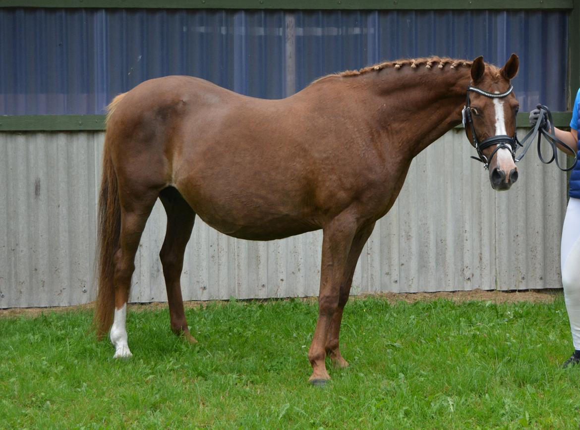 DSP Beverly EBSDH 224 billede 8