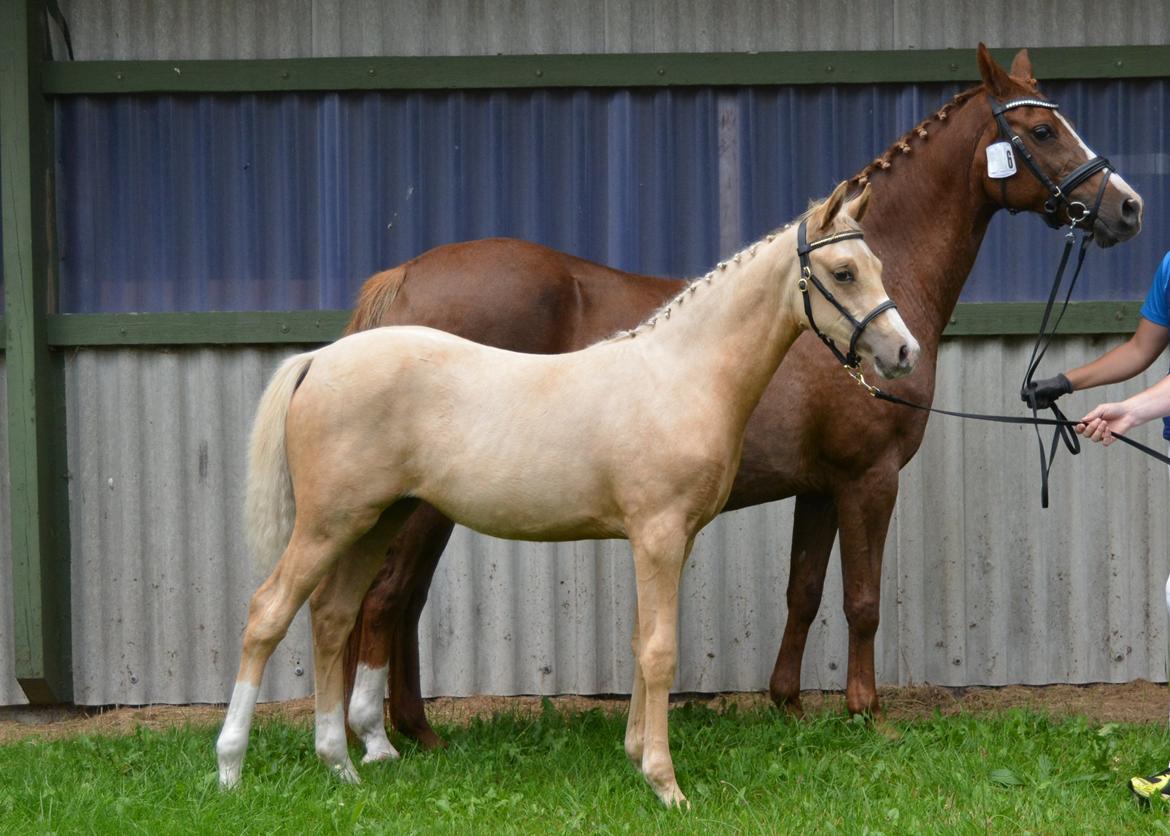 DSP Lykkebo Cayla billede 27