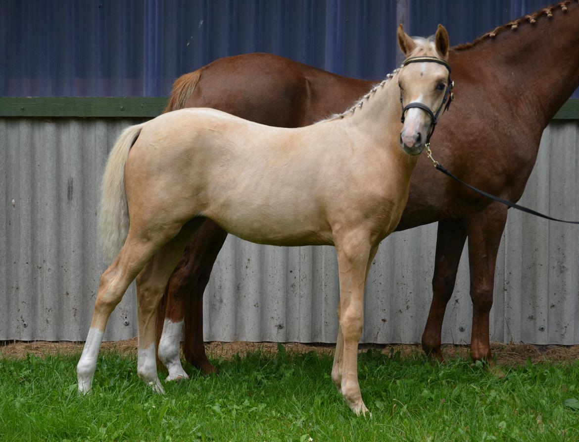 DSP Lykkebo Cayla billede 29